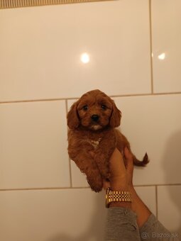 Cavapoo - 15