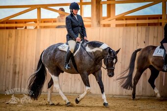 Pripúšťanie American Quarter Horse - 15