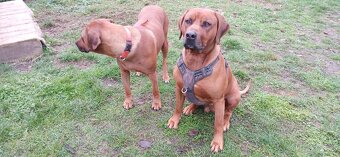 Rhodesian ridgeback - 15