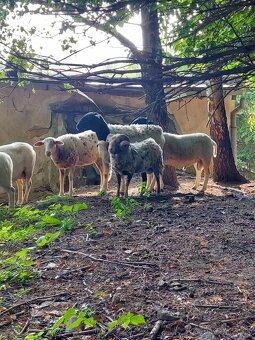 Holandska mini koza a baran Quessant - 15