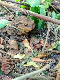 Banicky domcek,chata,chalupa,rekreacny objekt - 15