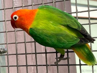 Agapornis fischeri - 15