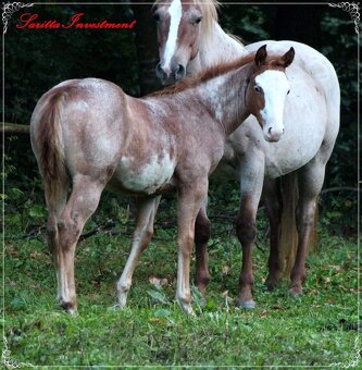AMERICAN PAINT HORSE - 15