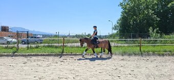 Predám 10 ročnú welsh cob kobylu - 15
