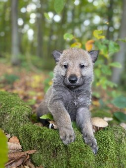 československý vlčiak s PP (FCI) - 15