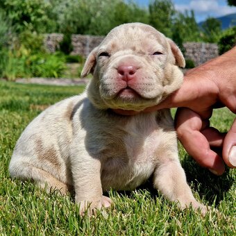 American Bully XL XXL - 15