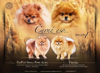 Pomeranian s PP FCI - 15