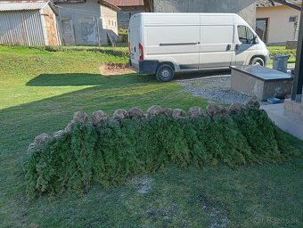 Tuja Smaragd, vavrínovec, červienka - Nanestovo - 15