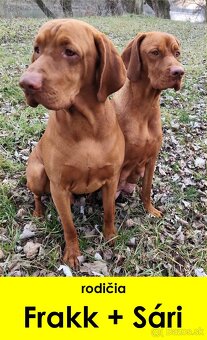 Maďarská vyžla bez PP - 15