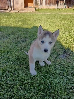 Sibirsky husky - 15