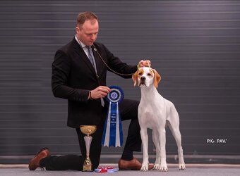 Anglický pointer, english pointer, stavač - 15