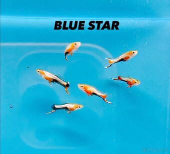 Krevetky neocaridina a Endlerky - 15