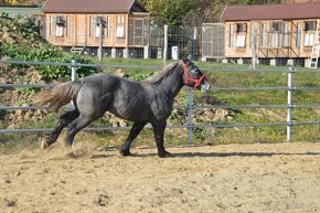 Ťažný kôň na predaj - Percheron - 15
