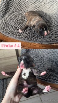 Americký stafordsirsky terier, Stafford, amstaf - 15