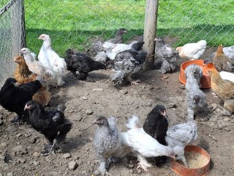Araukany,  Ayam cemani, Brahmanky, Hodvábničky - 15