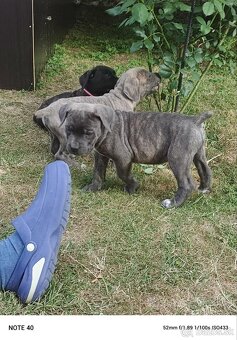 Cane Corso - FENKY - 15
