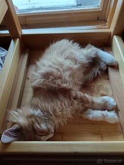 Maine coon - 15