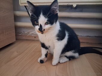 Darujem mačiatko - kocúrik - 15