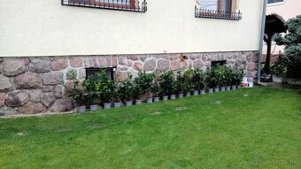 Tuja Smaragd, vavrínovec, červienka - Žilina - 15