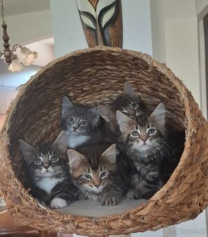 Mainská Mývalia mačka / Maine Coon - 15