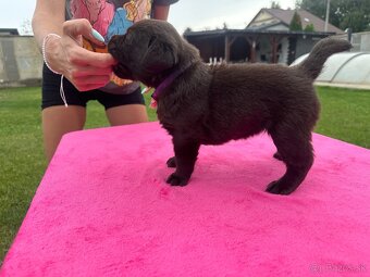 Cokoladovy labrador FCI s PP - 15