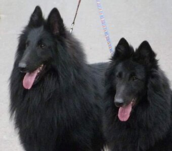 Belgický ovčiak groenendael FCI s PP po šampiónoch - 15