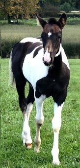 APH APHA PAINT HORSE ŽREBEC pripúšťanie - 15