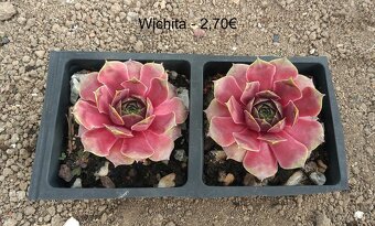 Skalné ruže (Sempervivum) - sadeničky - 15