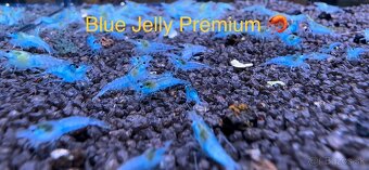 PREMIUM AKVA KREVETKY Caridina a Neocaridina - Odber Zilina - 15