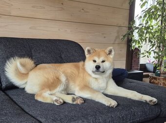 Akita inu s FCI rodokmeňom - plánovaný vrh - 15