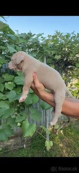 American bully xl - 15