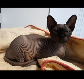 Donský sphynx  mačiatka - 15