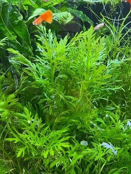Krevetky (Caridina + Neocaridina)+rastlinky - 15