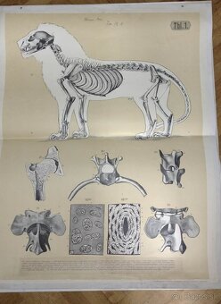 staré školské tabule/plagáty raslín-stromov-zvierat - 15