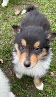 Kolia dlhosrstá - 15