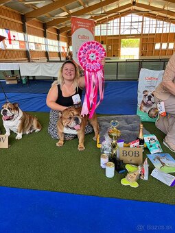 Anglicky Bulldog s PP na KRYTIE, buldog, Buldok , - 15