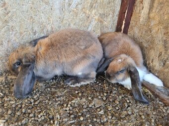 NOS .FRANCUZKY BARAN - 15