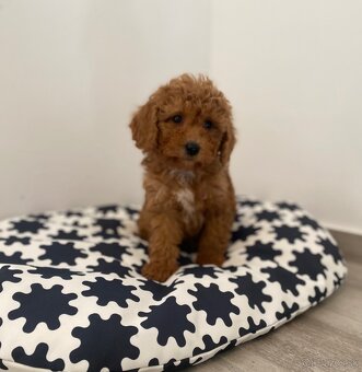 Pudel pudlik poodle - 15