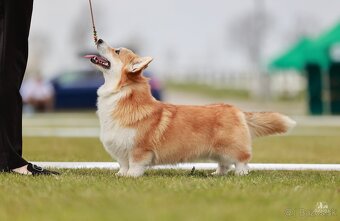 Welsh Corgi Pembroke - 15