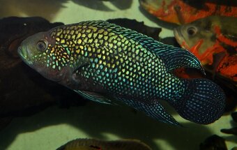 Americké cichlidy - 15