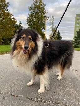 Stráženie psíkov P&M | Košice - 15