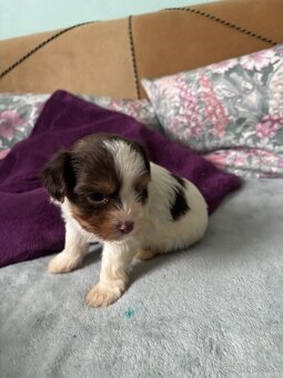 Biewer yorkshire terier - 15