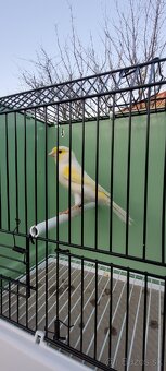 Predám Kanáriky,Kanáre - 15