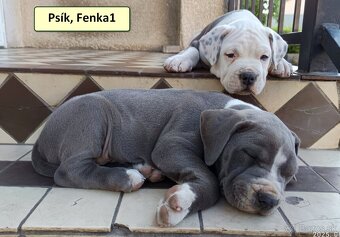 American bully XL, Americký stafordsirsky terier, - 15
