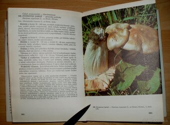 Huby lesov, polí a lúk - 15