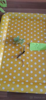 Zakorenené izbove rastliny - 15