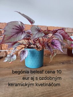 Izbové rastliny NOVÉ PRIDANÉ - 15