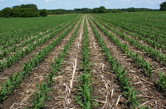 Medziriadkový kultivátor/ Strip till - 15