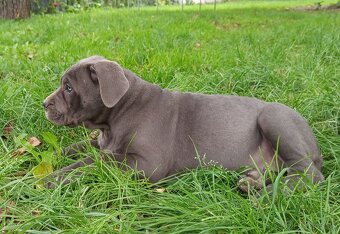 Cane Corso - 15