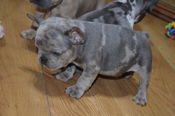 francuzsky buldocek - 15